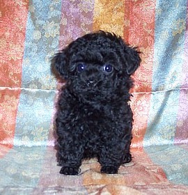 tuxedo toy poodle